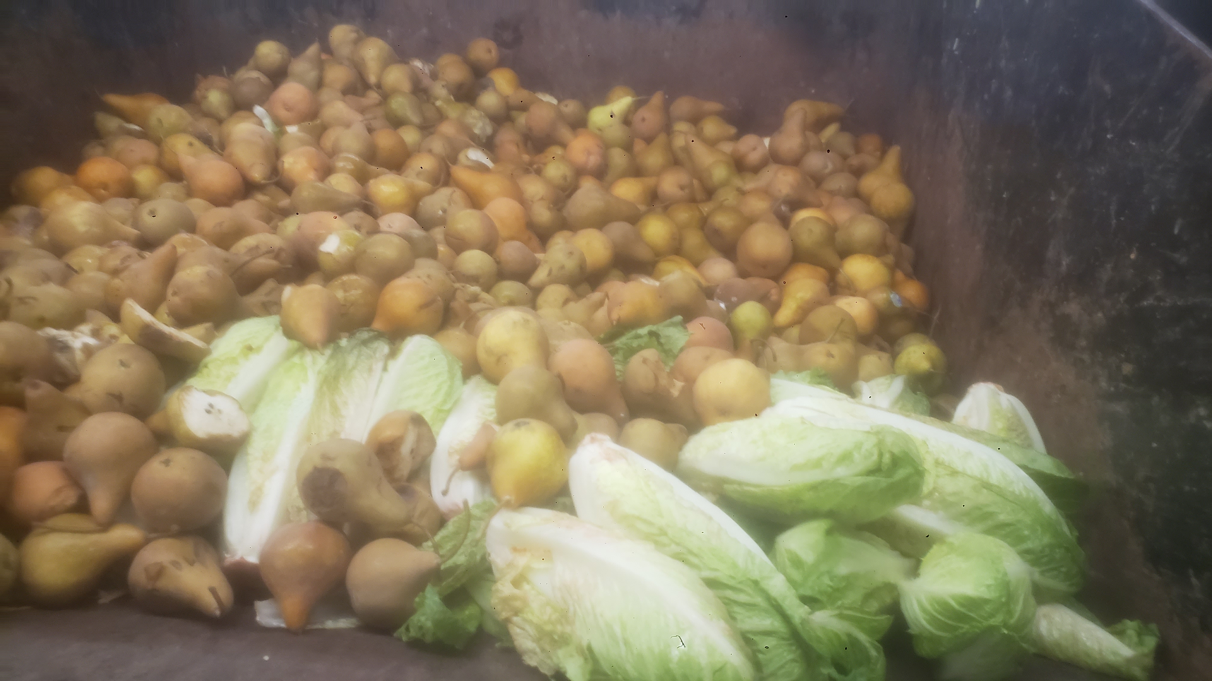 Trash dumpster full of pears and lettuce.